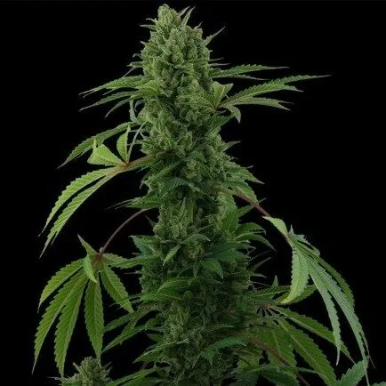 Auto Pineapple