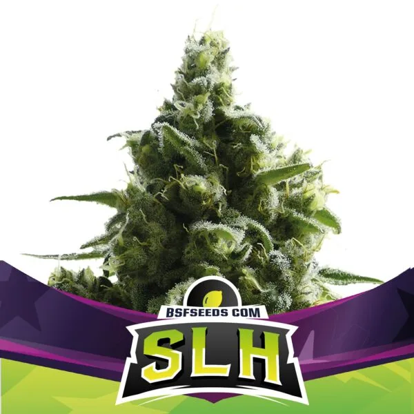 SLH Fem x4