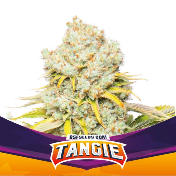 Tangie Fem x2